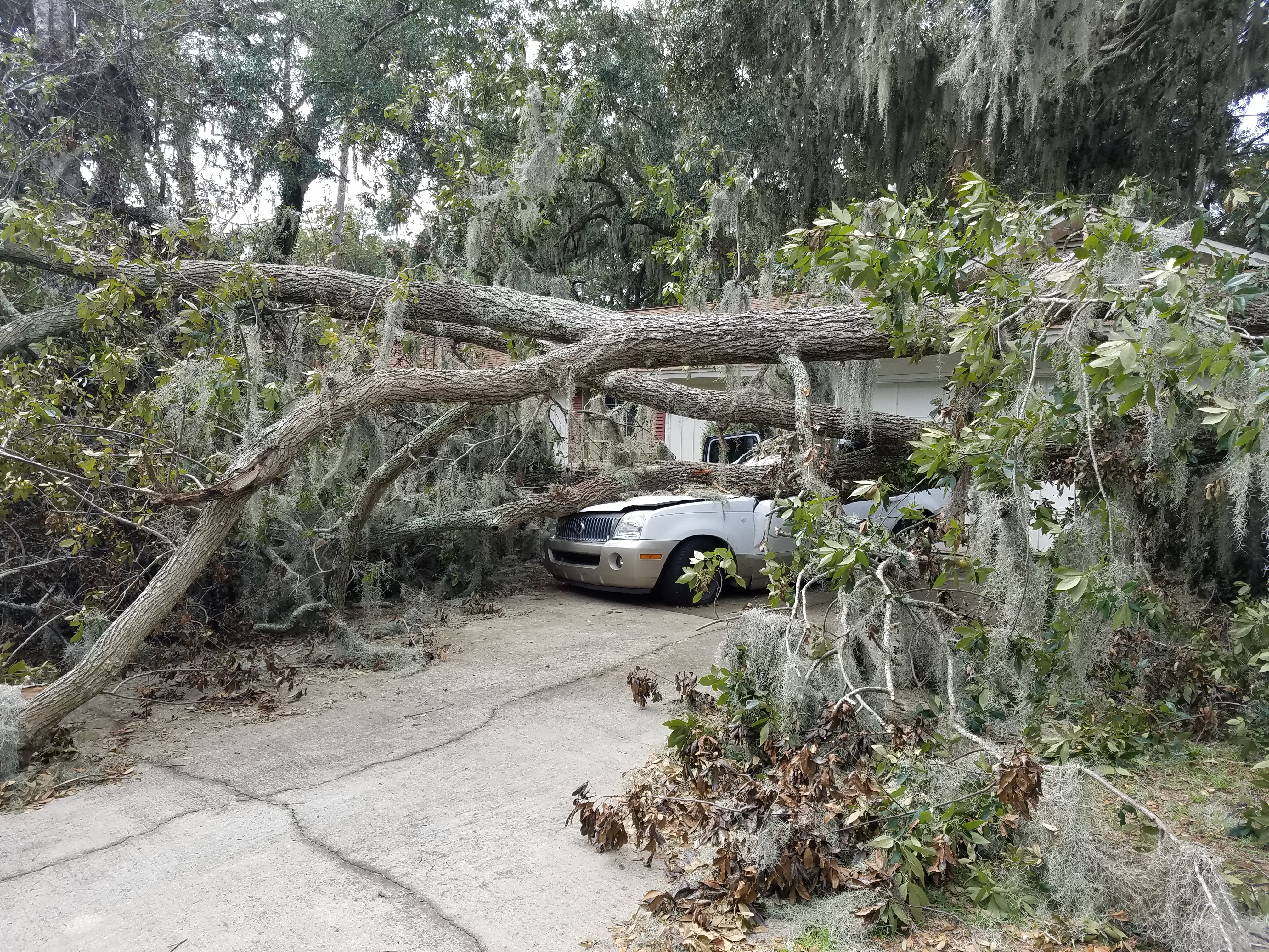 Storm-felled tree being cleared