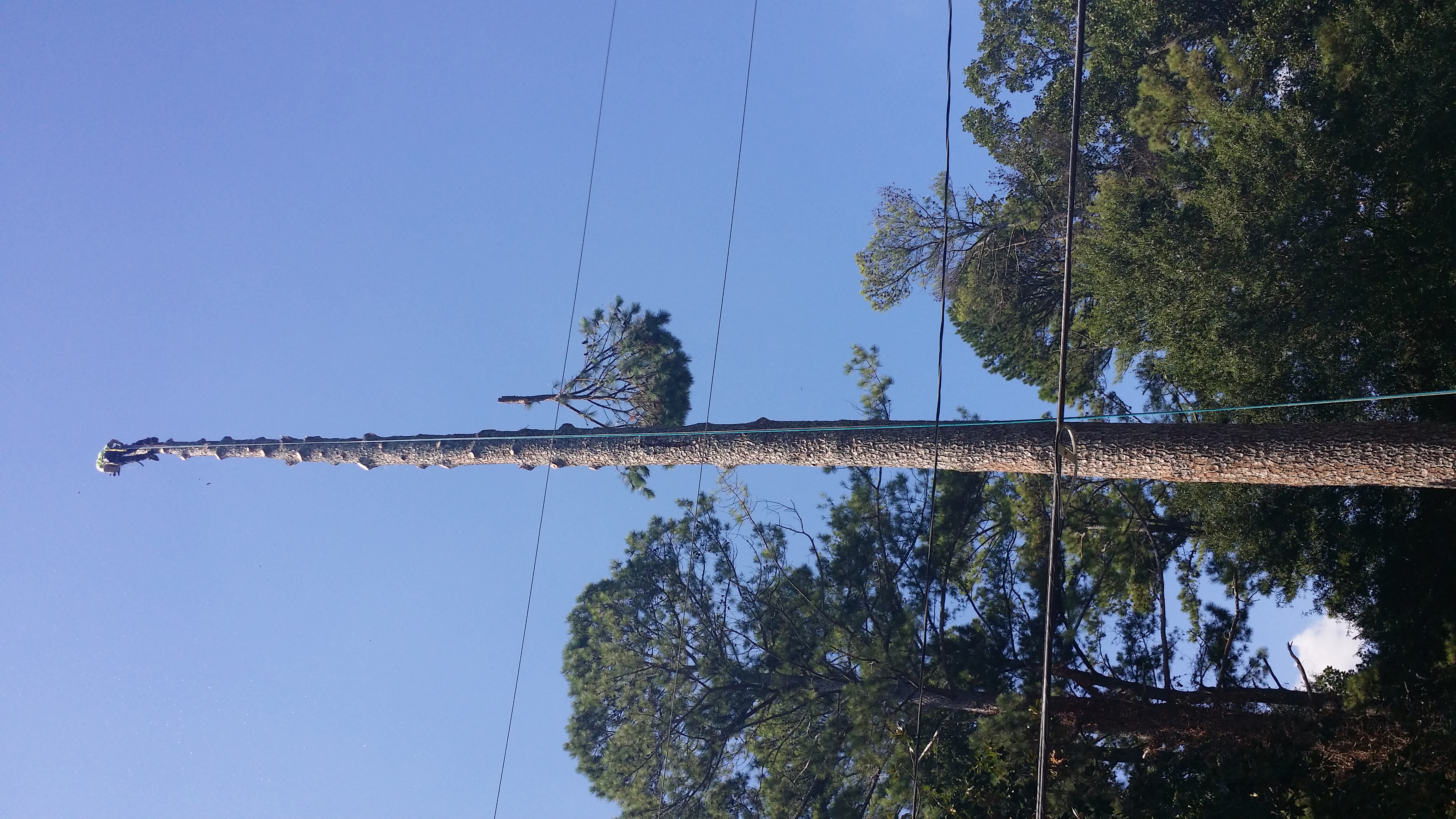 Crew trimming and pruning a mature tree