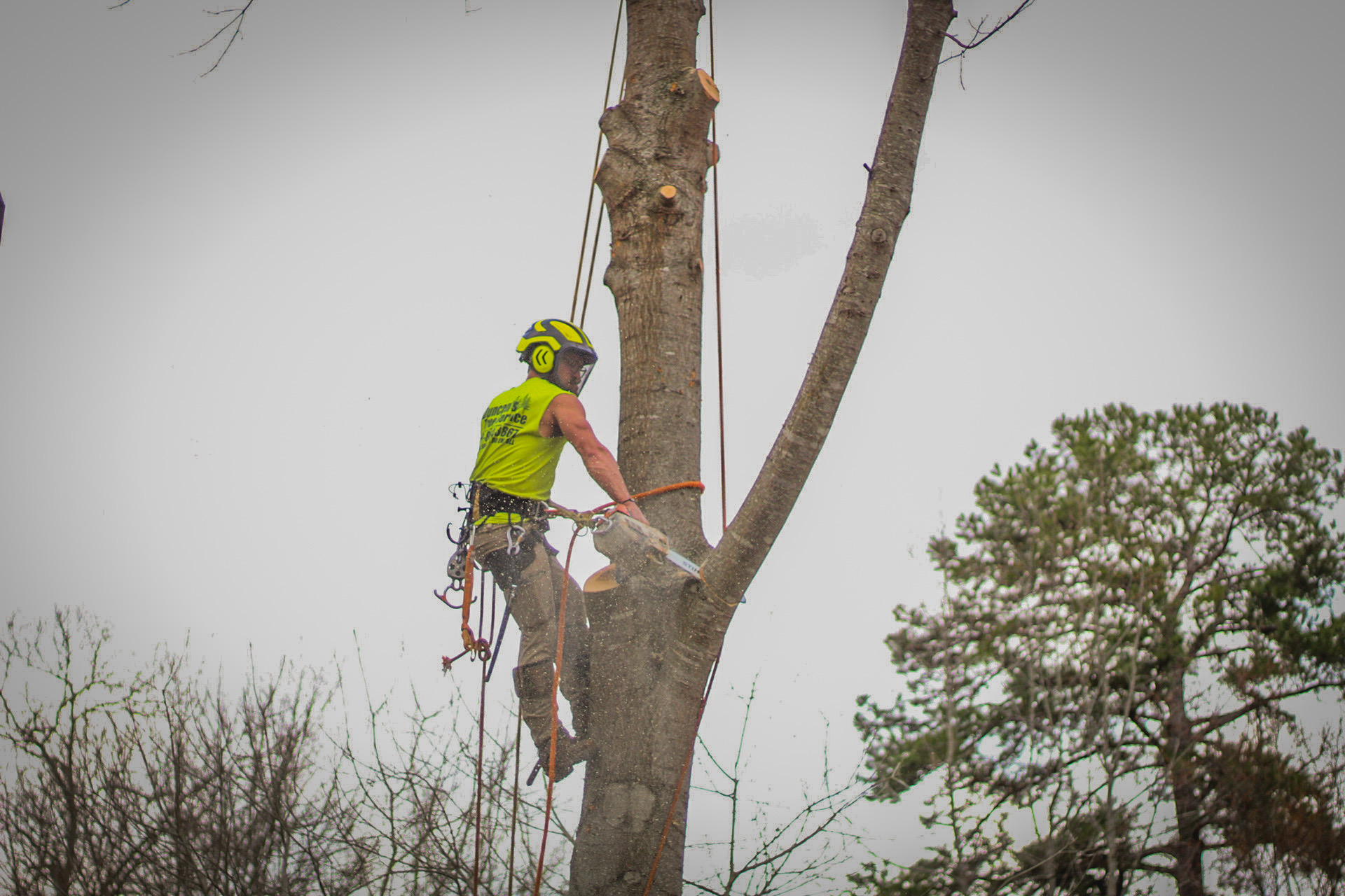 Tree shaping and pruning